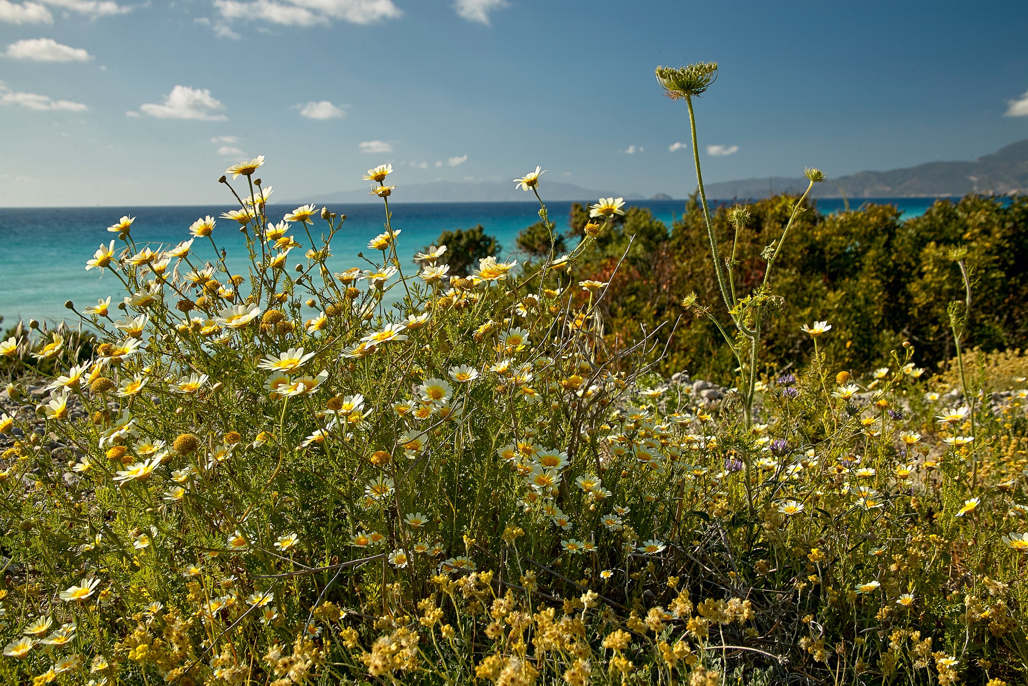 farbenfrohe Maccia